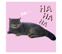 773733233