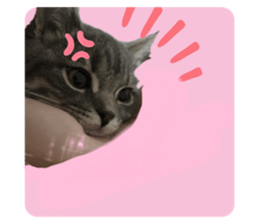 773733242