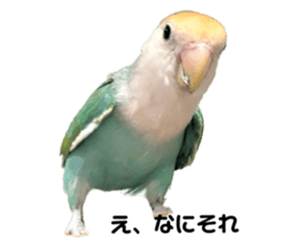 773735600