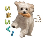 773737538