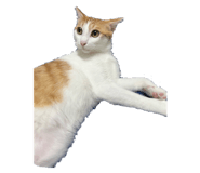 773742180