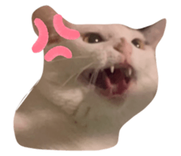 773777081