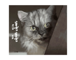 773777445