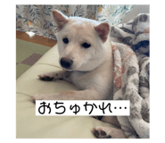 773785202