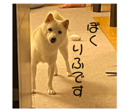 773785203