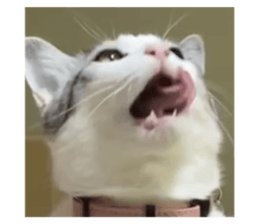 773794615