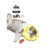 773797704