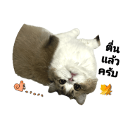 773797710