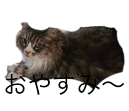 773800681