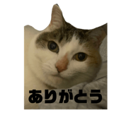 773805517