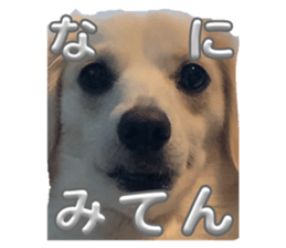 773830356