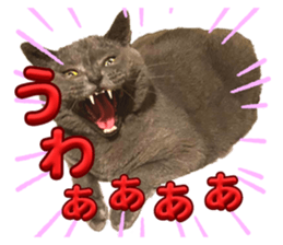 773831483
