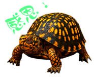 773855163