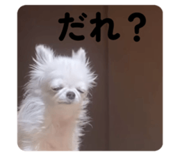 773856884
