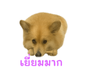 773887509