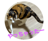 773892729