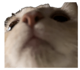773895554