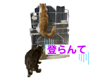 773913124