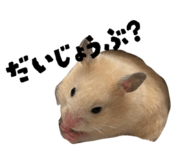 773916700