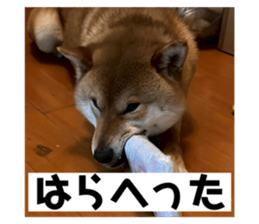 773985954