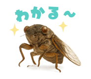773992861