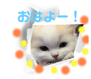 774008294