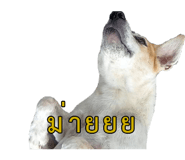 774059066