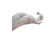 774086090