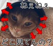 776113394