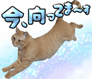 776113404