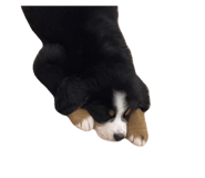 776877293