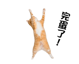 777445416
