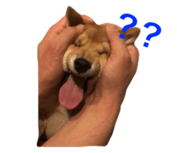 77790849