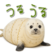 778386037