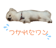 778863127