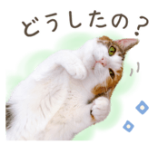 780492233