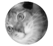 780628620