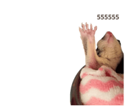 781161572