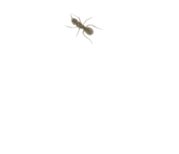 784003655