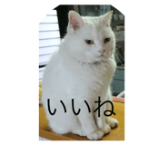 784147556