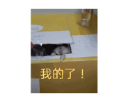 784219681