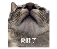 784250514