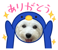 784254453