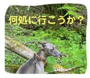 784538443