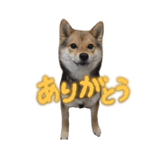 784774116