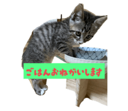 784775884