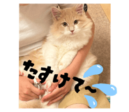 785147470