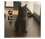785363034