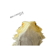 785383634