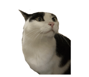 785448899